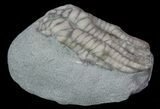 Bargain, Sarocrinus Crinoid Fossil - Crawfordsville, Indiana #68508-1